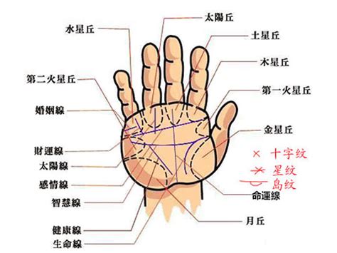 手掌橫紋多|手掌紋路圖解大全